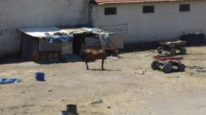 Başı Boş Atlar Tehlike Sa&ccedil;ıyor