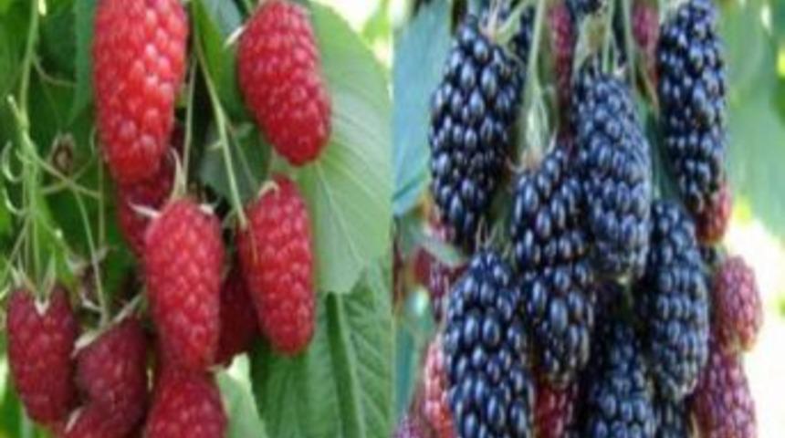 Ahududu Ve B&ouml;ğ&uuml;rtlenin Y&uuml;zde 90&rsquo;dan Fazlası Bursa&rsquo;da Yetişiyor