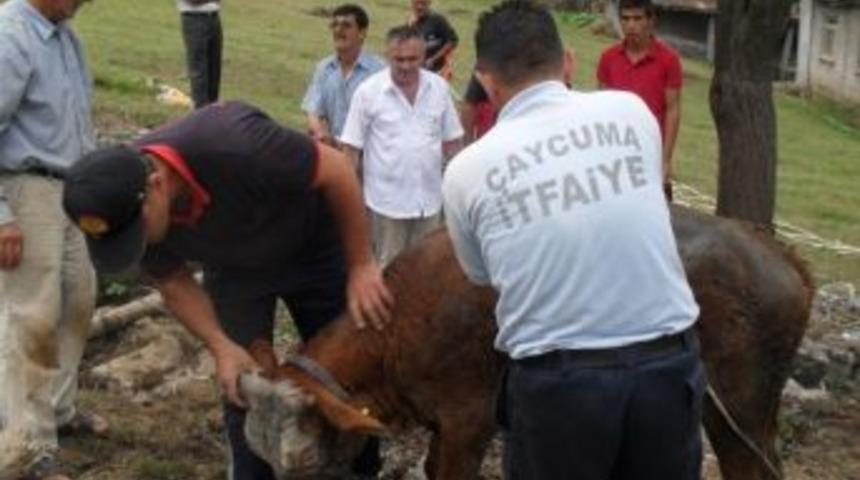 14 Metrelik Su Kuyusuna D&uuml;şen Sığır İtfaiye Tarafından Kurtarıldı