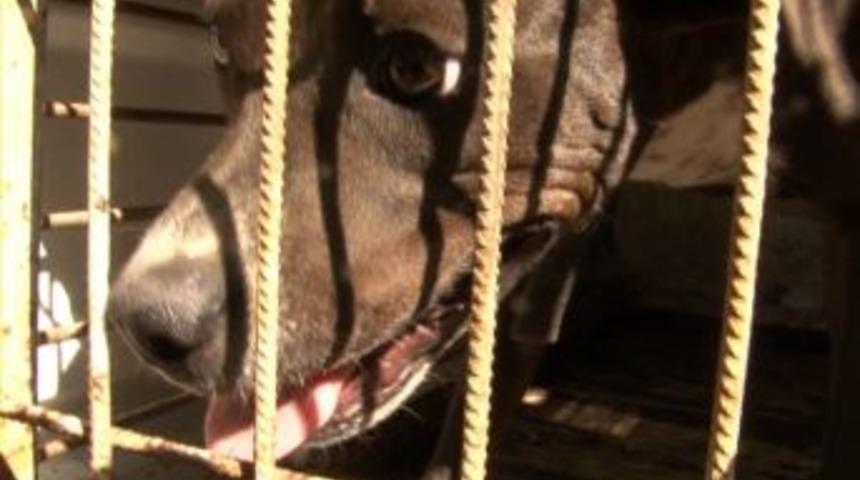 Bağlama Ustası Kemal Ala&ccedil;ayır&rsquo;ın K&ouml;peğini Itfaiye Kurtardı