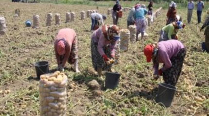 İneg&ouml;ll&uuml; Patates &Uuml;reticisinin Fiyat İsyanı