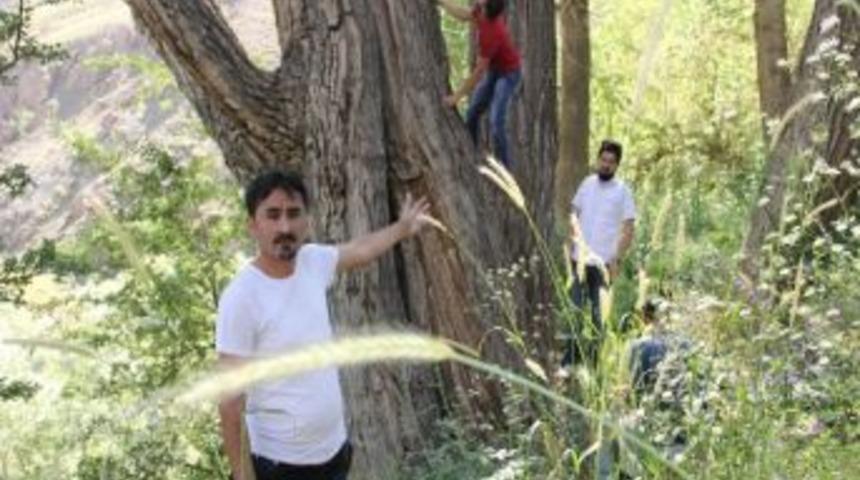 T&uuml;rbe Bah&ccedil;esindeki Asırlık Ağa&ccedil; Şaşırtıyor
