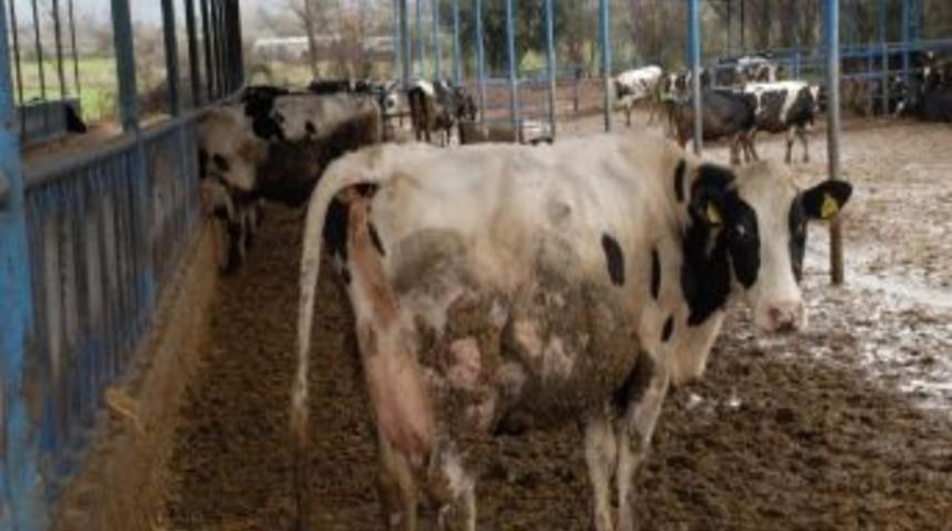 Egzotik Vir&uuml;s Hayvan Pazarlarını Tekrar Kapattı