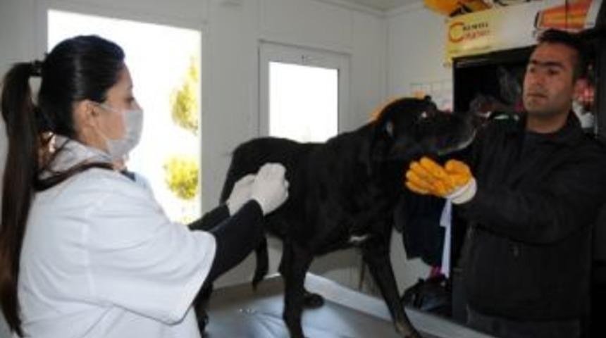 Mamak Belediyesi Evcil Hayvanları Aşılıyor