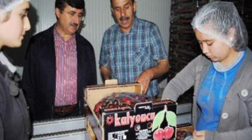 Kirazın Y&uuml;zde 8&rsquo;i Amasya&rsquo;da &Uuml;retiliyor