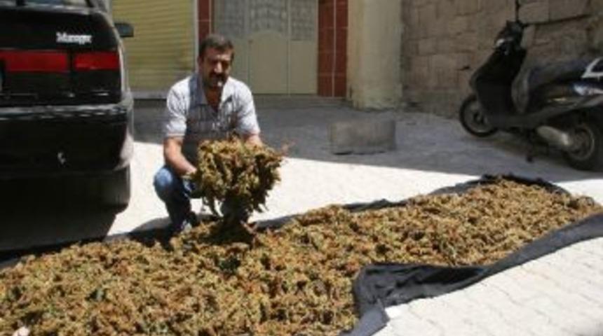 Kilis'te Summak Ekşisi Piyasada