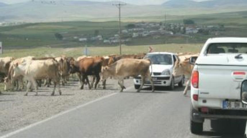 İnek S&uuml;r&uuml;s&uuml; Kars-ardahan Yolu&rsquo;nu Trafiğe Kapattı