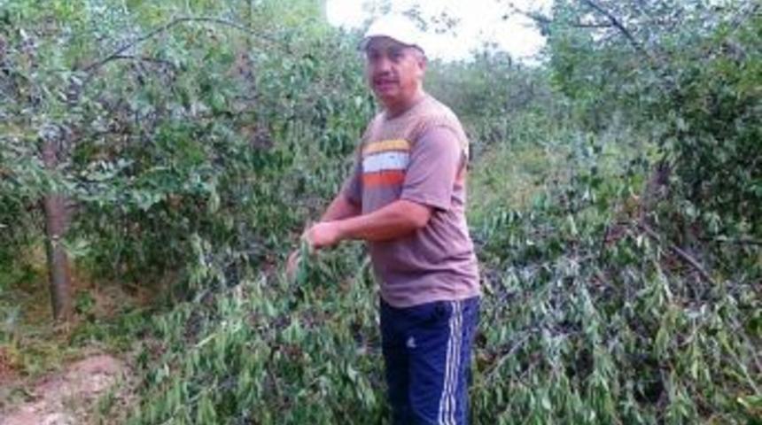 Hisarcık&rsquo;ta Vişne Toplamanın Kolay Yolu