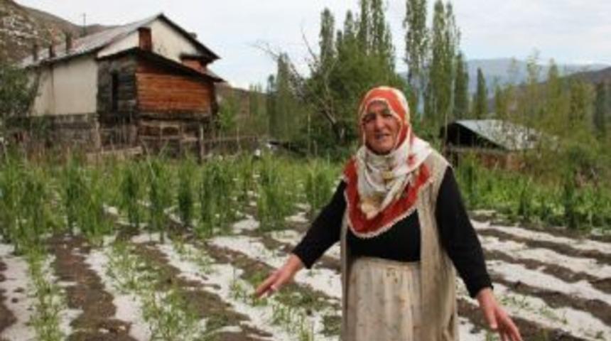 Dolu Ve Kuraklık Tarım Arazilerini Vurdu