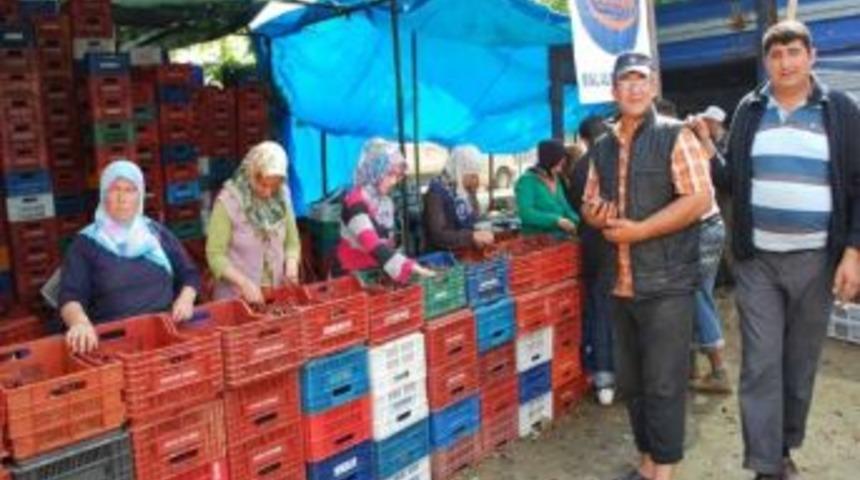 Pazarlar&rsquo;da Kiraz Sezonu Sona Erdi