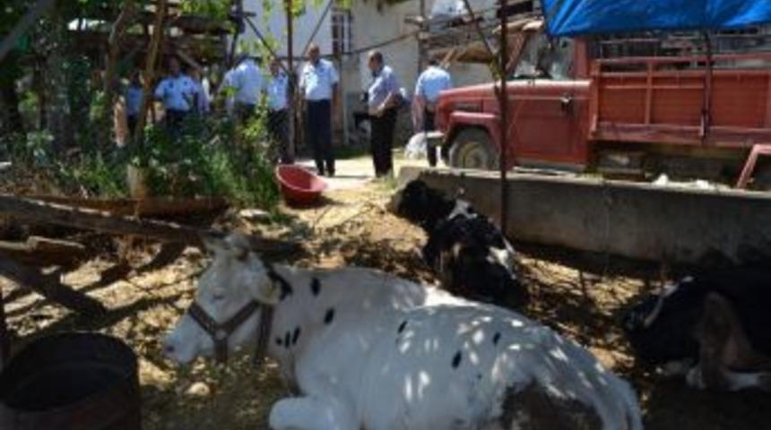 Kozan Merkezde Besicilik Yasak