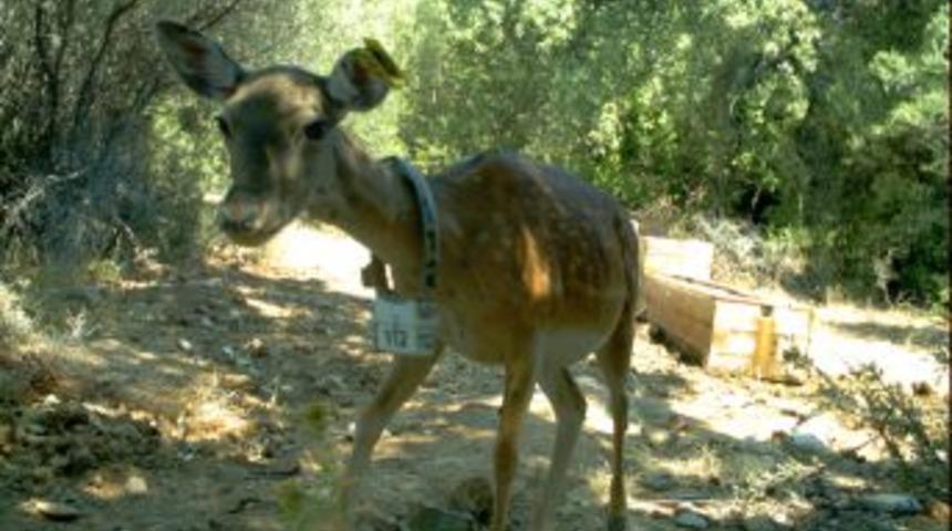 Dilek Yarımadası Milli Parkı'ndaki Alageyiklerden Biri Yavruladı