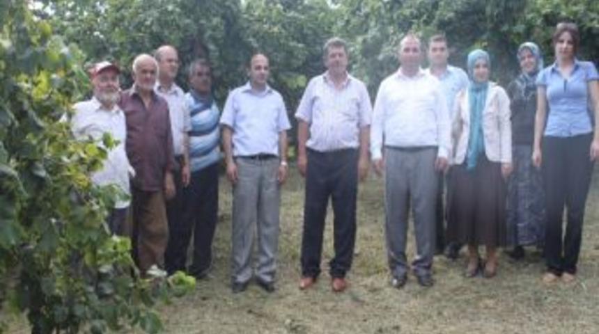 D&uuml;zce&rsquo;de Fındık Bah&ccedil;eleri Hasada Hazırlanıyor