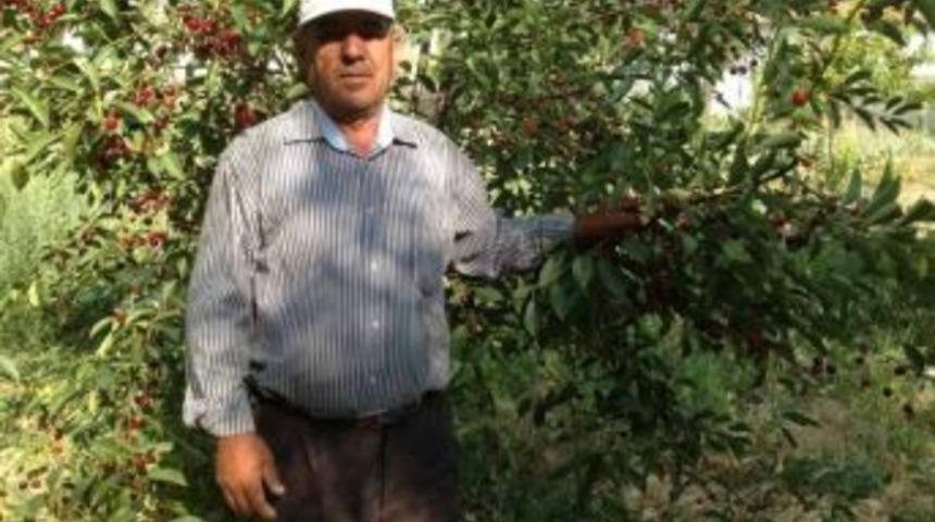 Vişne &Uuml;reticilerinin Tek Umudu Tarım Kredi Kooperatifleri
