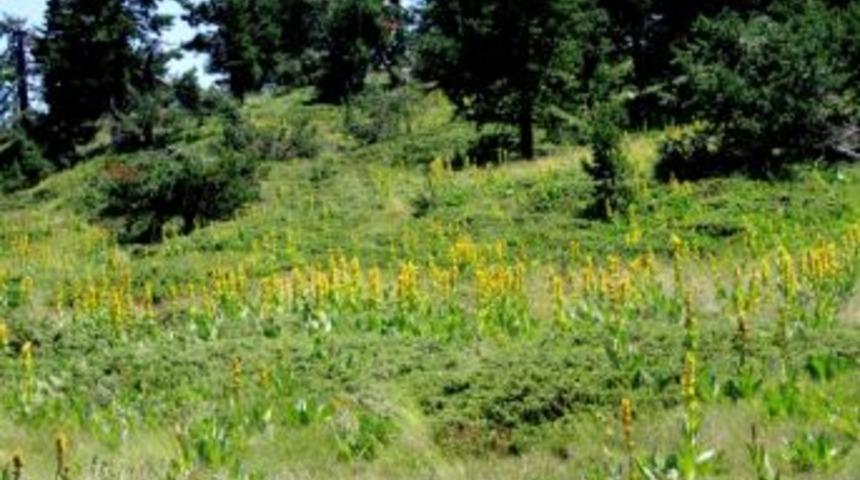 Boz&uuml;y&uuml;k&rsquo;te Yayla Şenliği