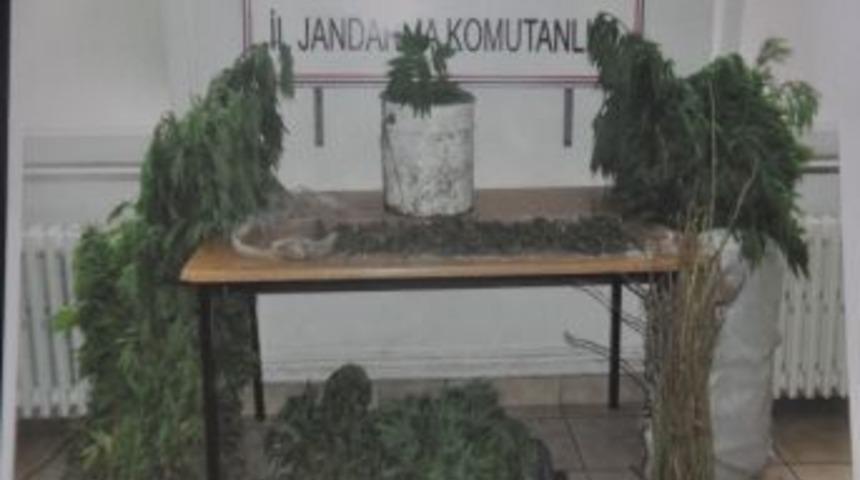 Trabzon&rsquo;da evi esrar tarlası yaptılar