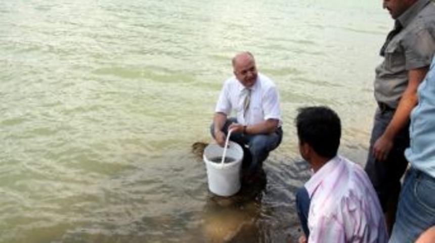 Baltalı G&ouml;leti&rsquo;ne İsrail Sazanı İle M&uuml;cadele İ&ccedil;in Abant Alası Bırakıldı
