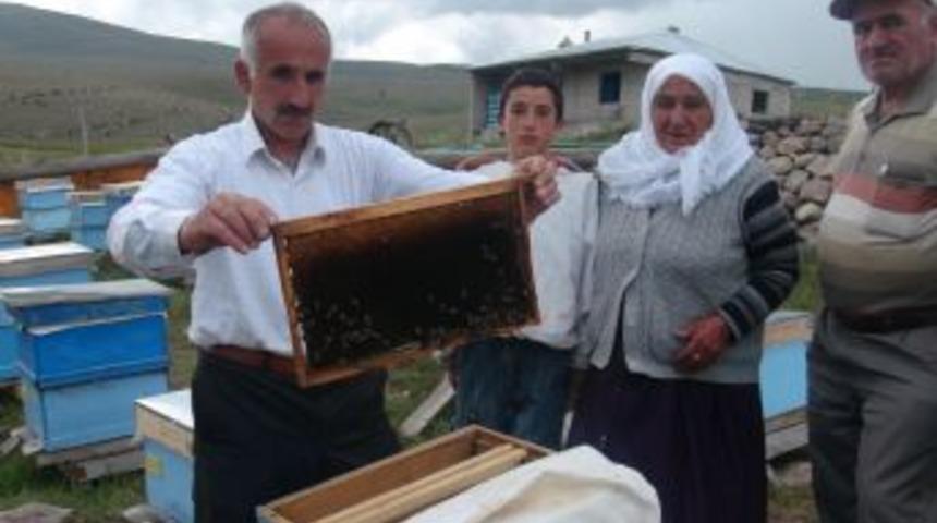 Ardahan&rsquo;da Yağışlar Bal Verimini D&uuml;ş&uuml;rd&uuml;