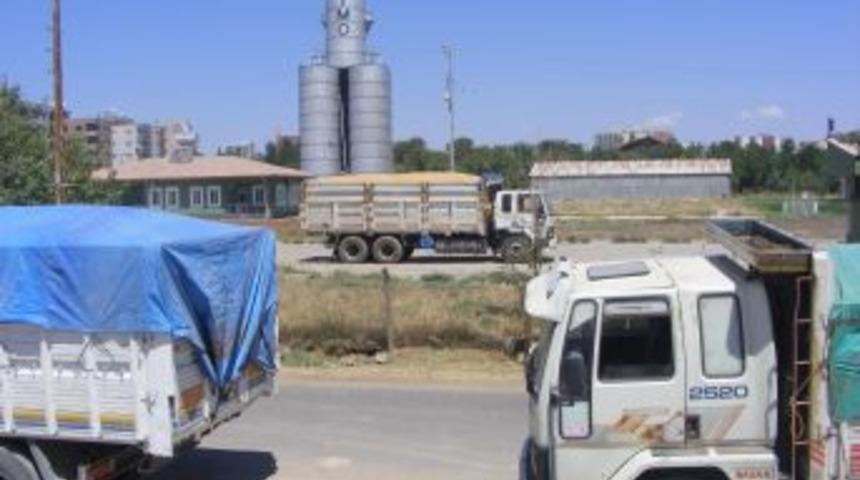 TMO, 15 Bin Ton Buğday Aldı