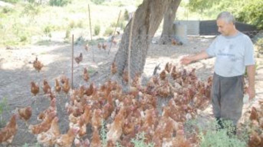 Başıboş K&ouml;pekler 150 Tavuk 2 Koyunu Telef Etti
