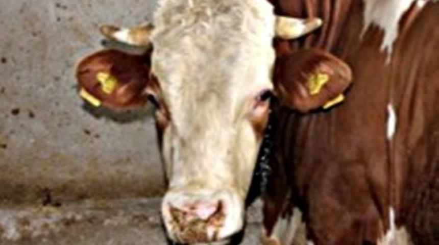 Bitlis&rsquo;te B&uuml;y&uuml;kbaş Hayvan Sayısında Artış Yaşandı