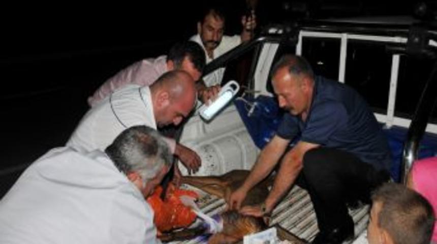 Köpeklerin Saldırısına Uğrayan Yavru Karaca Kurtarılamadı