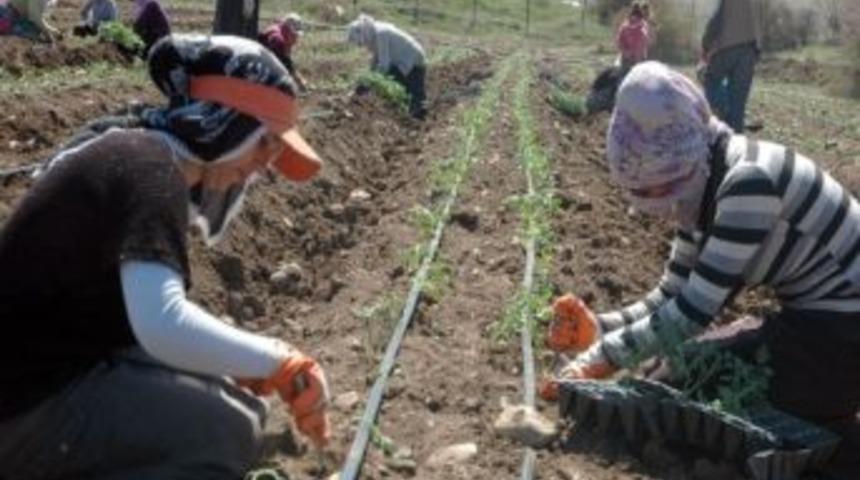 Van Kendi Sebzesini Yetiştiriyor