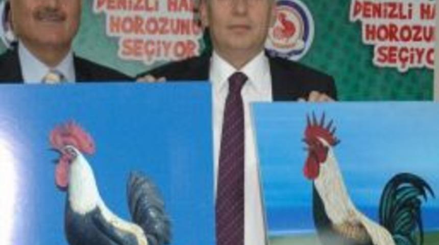 Denizli Horozunu Arıyor