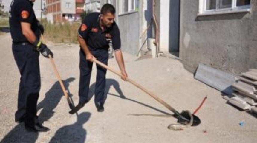 Yaşlı Kadın Evine Giren Yılanı S&uuml;p&uuml;rgeyle Kovaladı