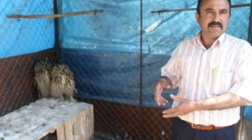 (&ouml;zel Haber) Yaralı Puhu &Ccedil;ankırı Orman Ve Su İşleri M&uuml;d&uuml;rl&uuml;ğ&uuml;&rsquo;n&uuml;n Personeli Gibi Oldu