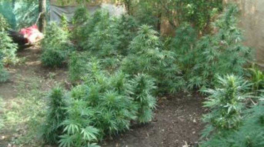 Evinin Bah&ccedil;esinde Esrar Yetiştirirken Yakalandı