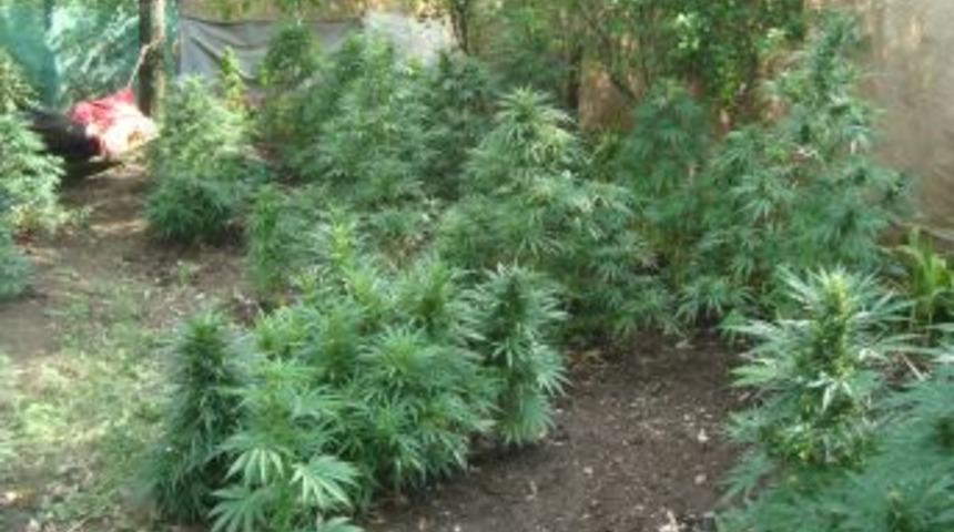 Jandarmadan Esrar Operasyonu