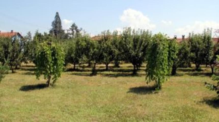 Bartın&rsquo;da 2.5 Milyon Fındık Ağacı Bulunuyor