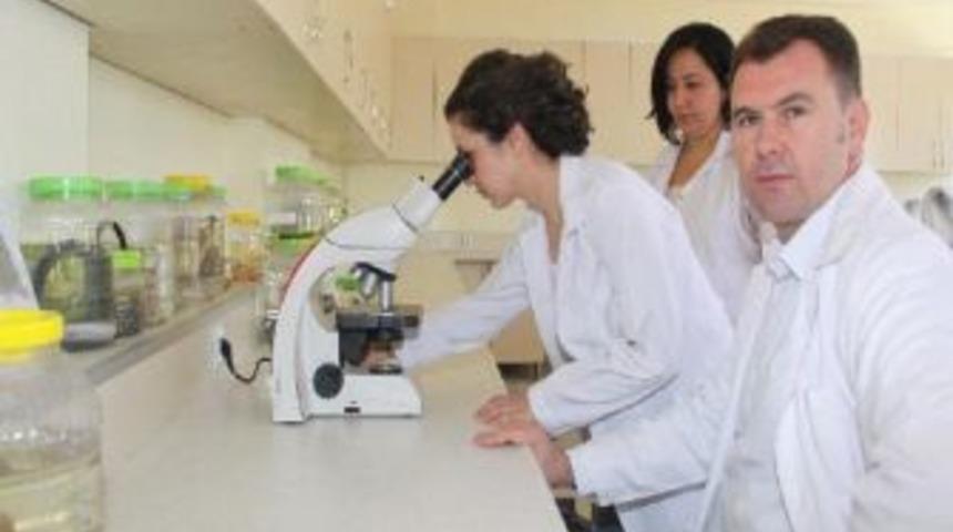 Balık &ouml;l&uuml;mlerinin nedeni alg patlaması