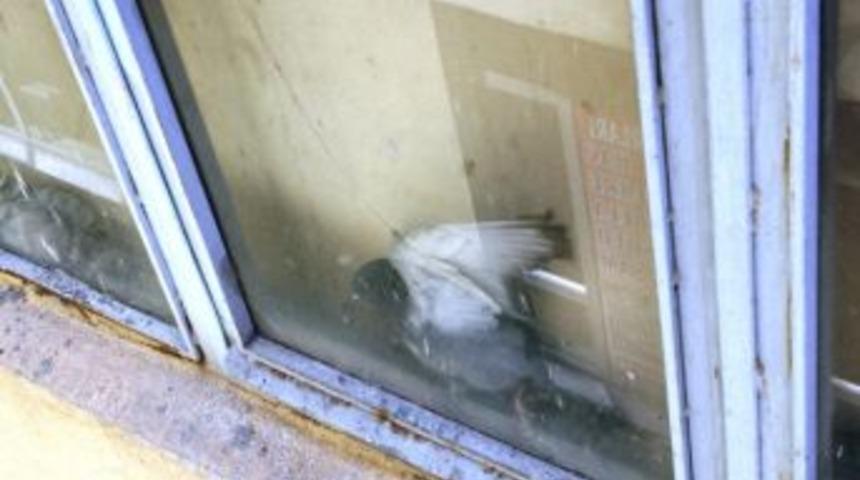 Iğdır&rsquo;da G&uuml;vercin Kurtarma Operasyonu