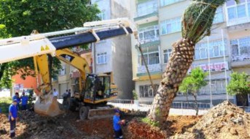 S&ouml;k&uuml;len Palmiye Ağacı Yeni Yerine Nakledildi