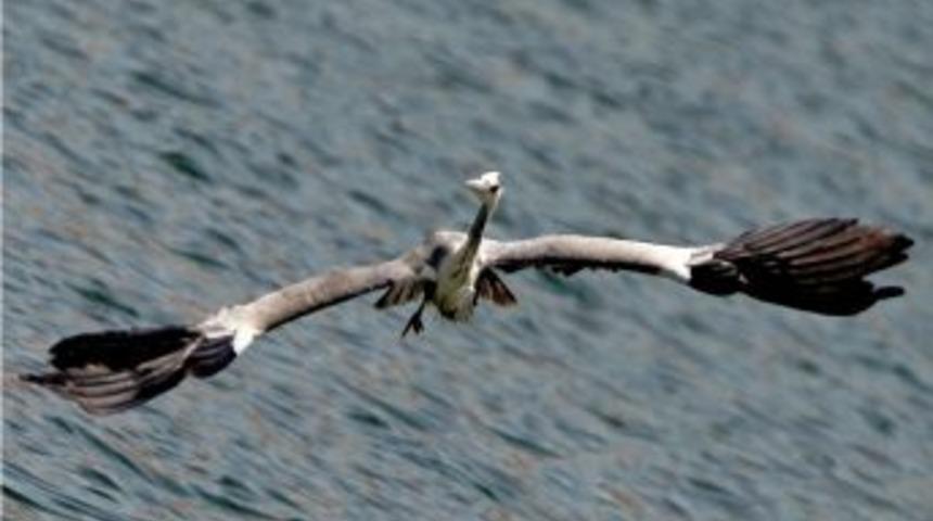 Nallıhan Kuş Cenneti 3. Foto Safari Yarışmasında &Ouml;d&uuml;l Zamanı