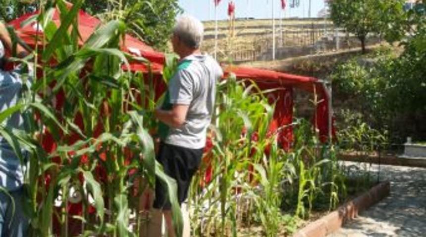 Gelibolu'daki Bayraklı Baba T&uuml;rbesi Mısır Tarlasına D&ouml;nd&uuml;