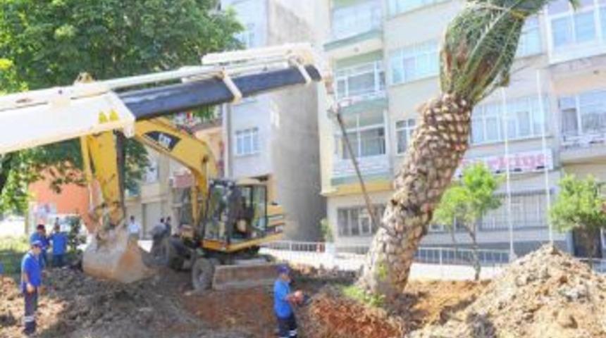 Ayasofya Kavşağındaki Palmiye S&ouml;k&uuml;lerek Yeni Yerine Dikildi