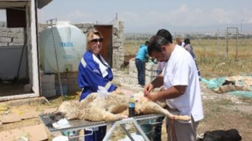 Ağrı&rsquo;da Sokak Hayvanları Kısırlaştırıyor