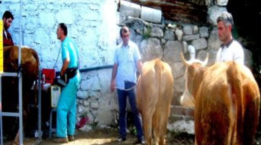 Taşova&rsquo;da 144 Baş Gebe D&uuml;ve Dağıtıldı