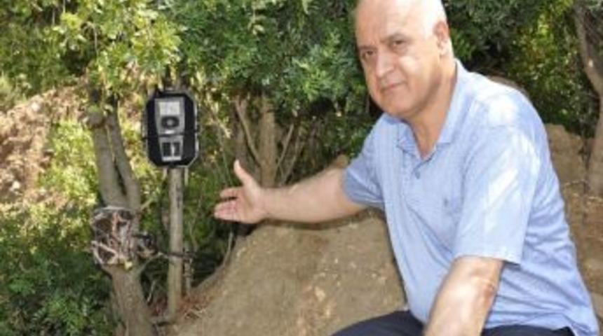 Antalya&rsquo;dan Kuşadası&rsquo;na Nakledilen Alageyikler Doğum Yaptı