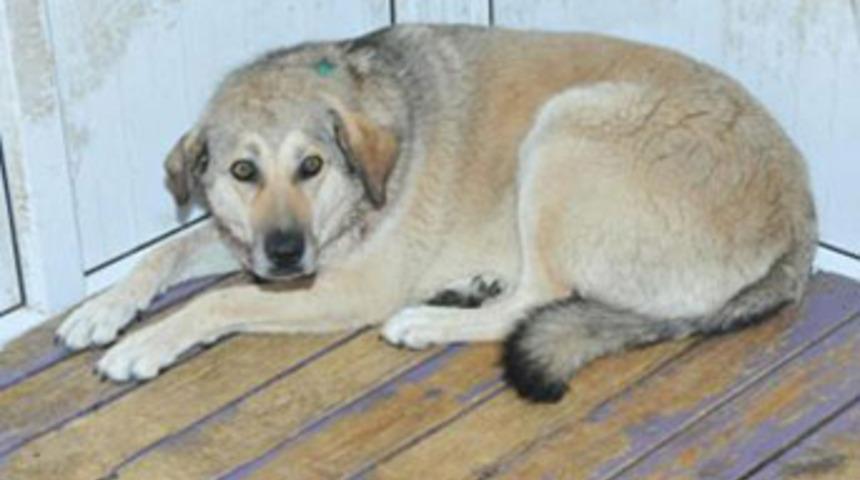 Avukat sokak köpeğini vurdu