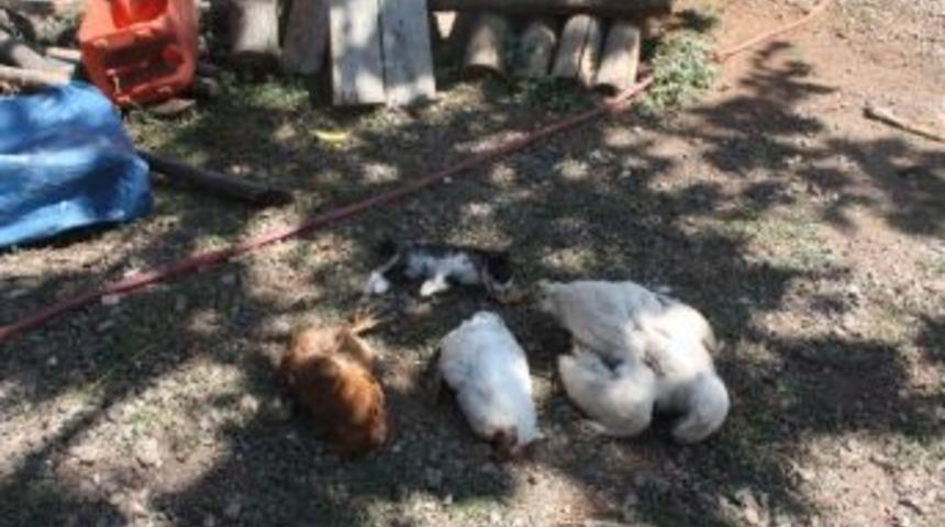 Bingöl’de Şüpheli Tavuk Ölümleri