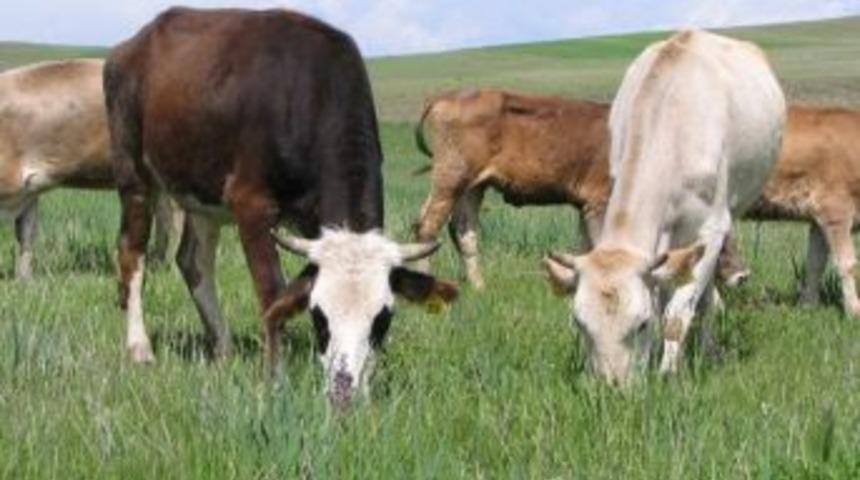 Ordu&rsquo;da Meralar Davalık
