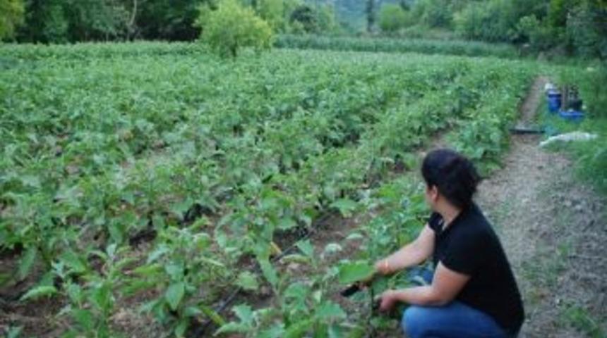 Akseki&rsquo;nin Sinanhoca K&ouml;y&uuml;'nde Seracılık Gelişiyor