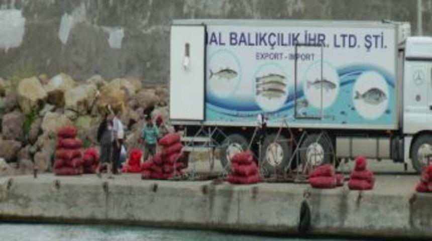 Ak&ccedil;akocalı Balık&ccedil;ılar Yılda 300 Ton Salyangoz Avlıyor