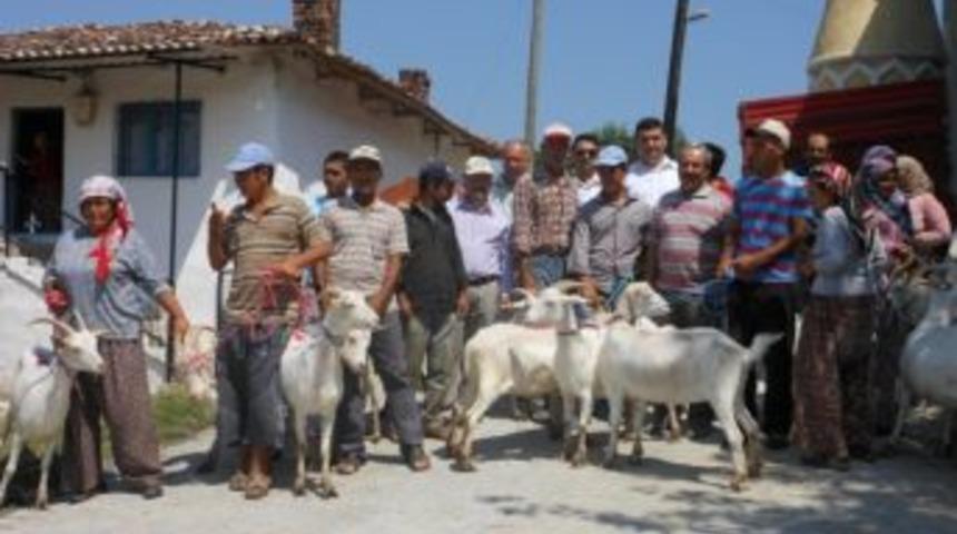 Akhisar'da İhtiya&ccedil; Sahibi K&ouml;yl&uuml;lere S&uuml;t Ke&ccedil;isi Desteği