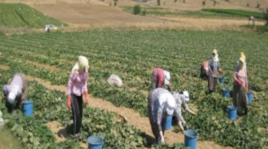 Tarlada 40 Derece Sıcağın Altında Ekmek Savaşı