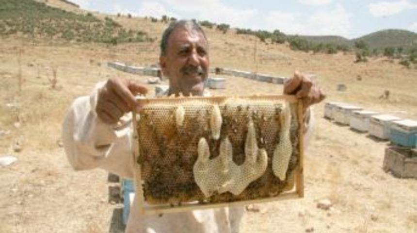 Arılar bal peteğine 'Allah' yazdı